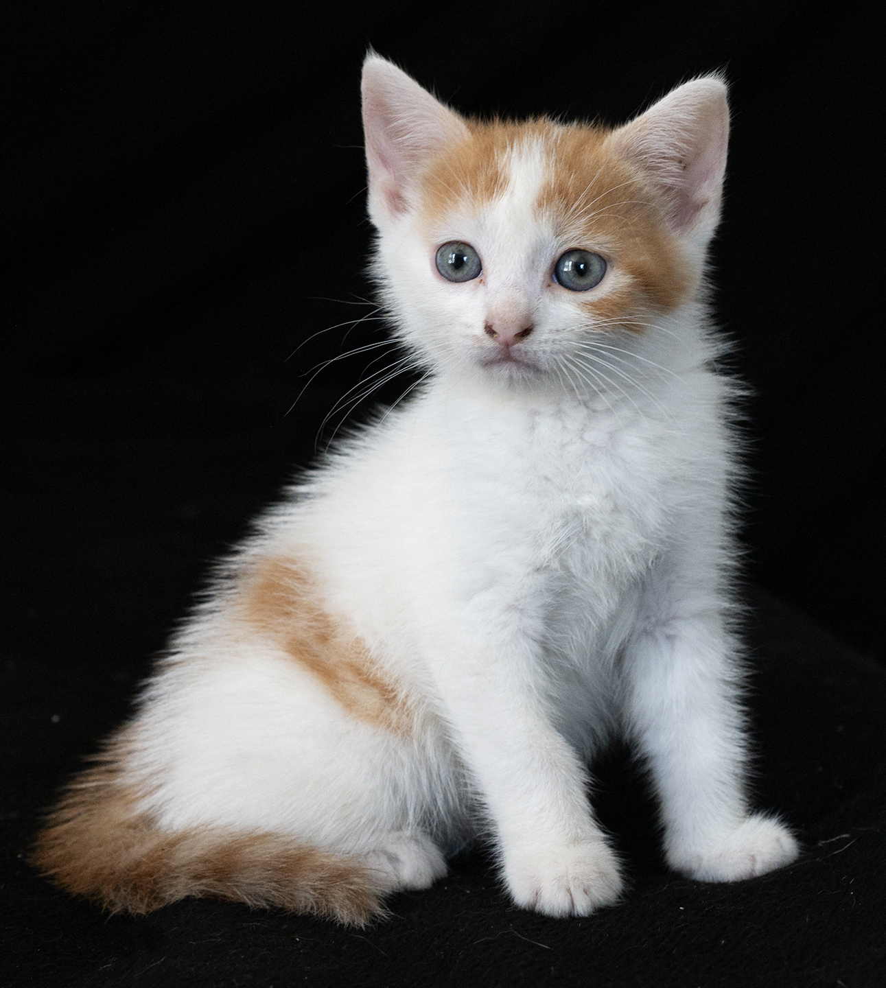 Top Cat Sanctuary cat photo